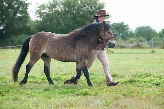 Class 4 - 3 YEAR OLD, filly, colt or gelding foaled 2021