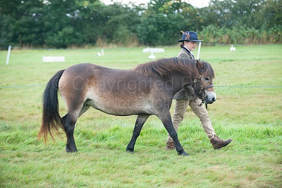 CLASS 3 - In Hand Bred Anywhere other than the Midlands or Exmoor