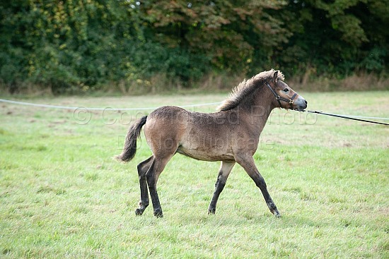 CLASS 12 - BROOD MARE, 4 years and over with foal at foot --- CLASS 13 - PURE-BRED FOAL, filly/colt/gelding foaled 2024, Dam to be entered in Class 12